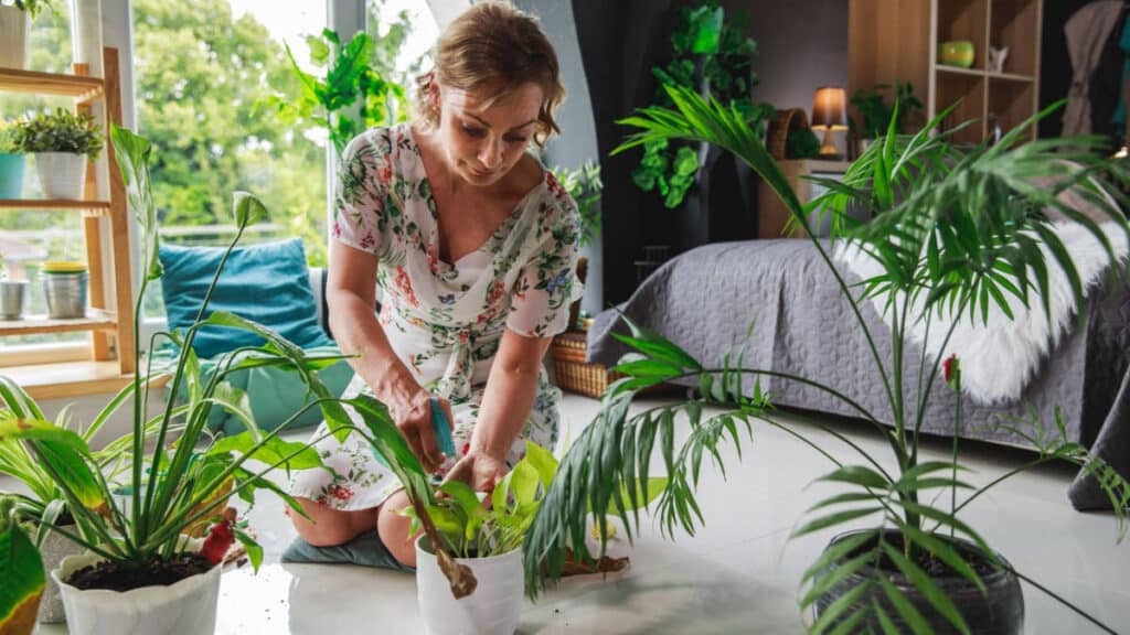 plantes dinterieur incontournables pour purifier votre air
