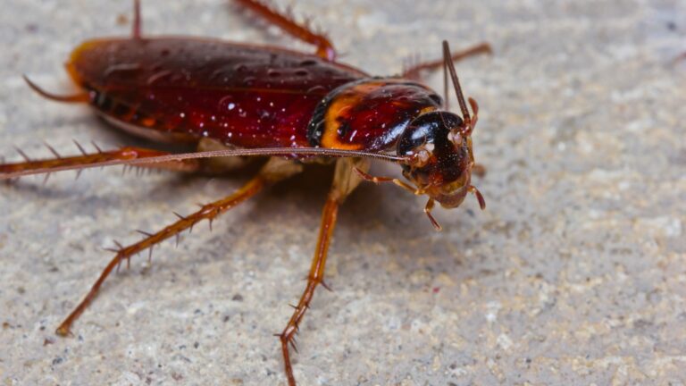 Les blattes de jardin : Que savoir sur ces invasions d’insectes ?