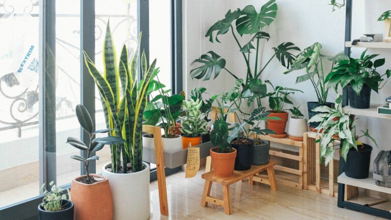 Jardinage en intérieur : Les meilleures plantes pour des espaces à faible luminosité