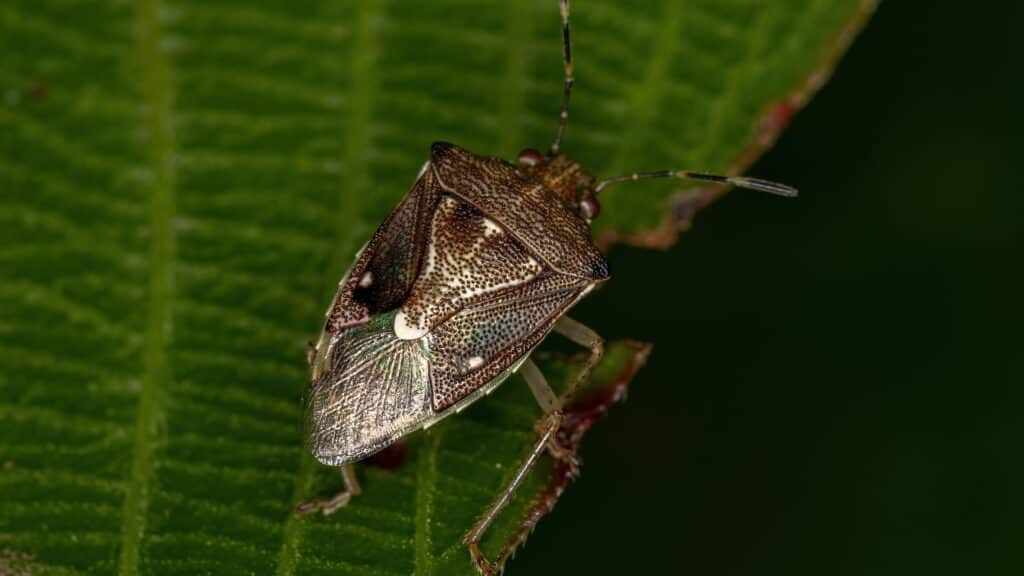 punaise diabolique hemiptere pentatomidae