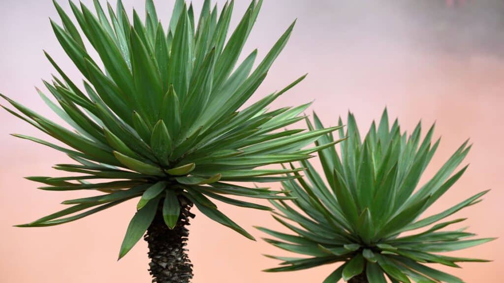 yucca